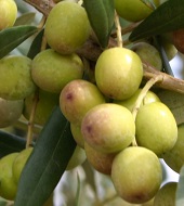 On Tap Oil & Vinegar Arbequina olive oil