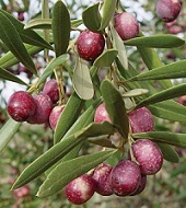 On Tap Oil & Vinegar Arbosana olive oil