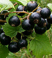 On Tap Oil & Vinegar Black Currant Balsamic Vinegar