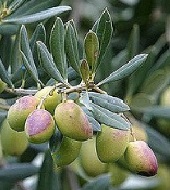 On Tap Oil & Vinegar Estate reserve olive oil