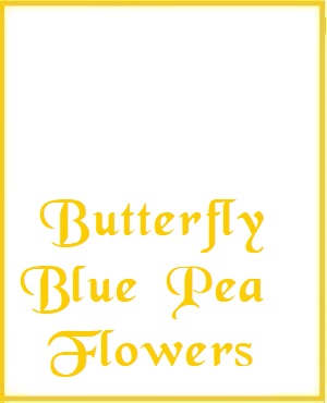 On Tap Butterfly Blue Pea Flowers Tea