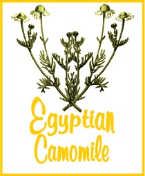 Egyptian Camomile Tea