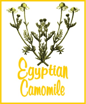 On Tap Egyptian Camomile Tea