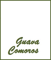 Guava Comoros Tea