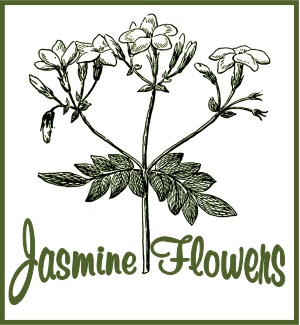 On Tap Jasmine with Flowers Tea