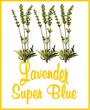 On Tap Lavender Super Blue Tea