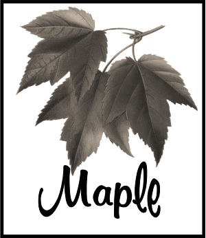 On Tap Maple Tea