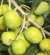 On Tap Oil & Vinegar Manzanillo olive oil