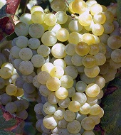 On Tap Oil & Vinegar Organic White